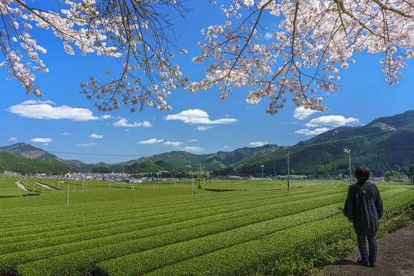 粥見の茶畑