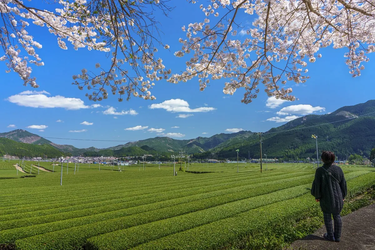 粥見の茶畑