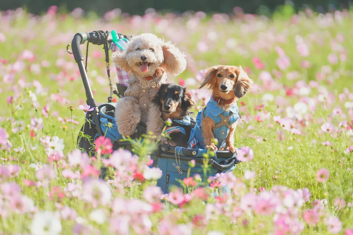 コスモスを背景にペットカートに乗った3匹の犬