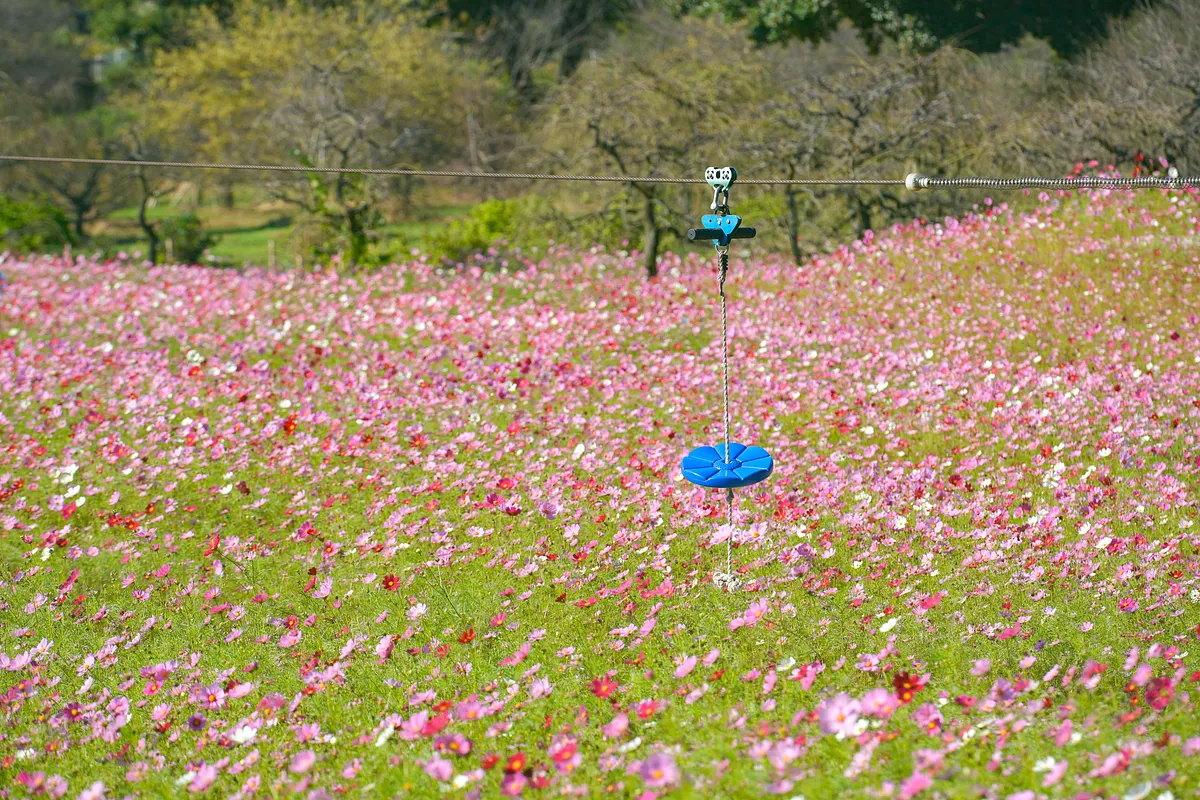 ピンクや白のコスモス畑を背景にした青い座面の遊具