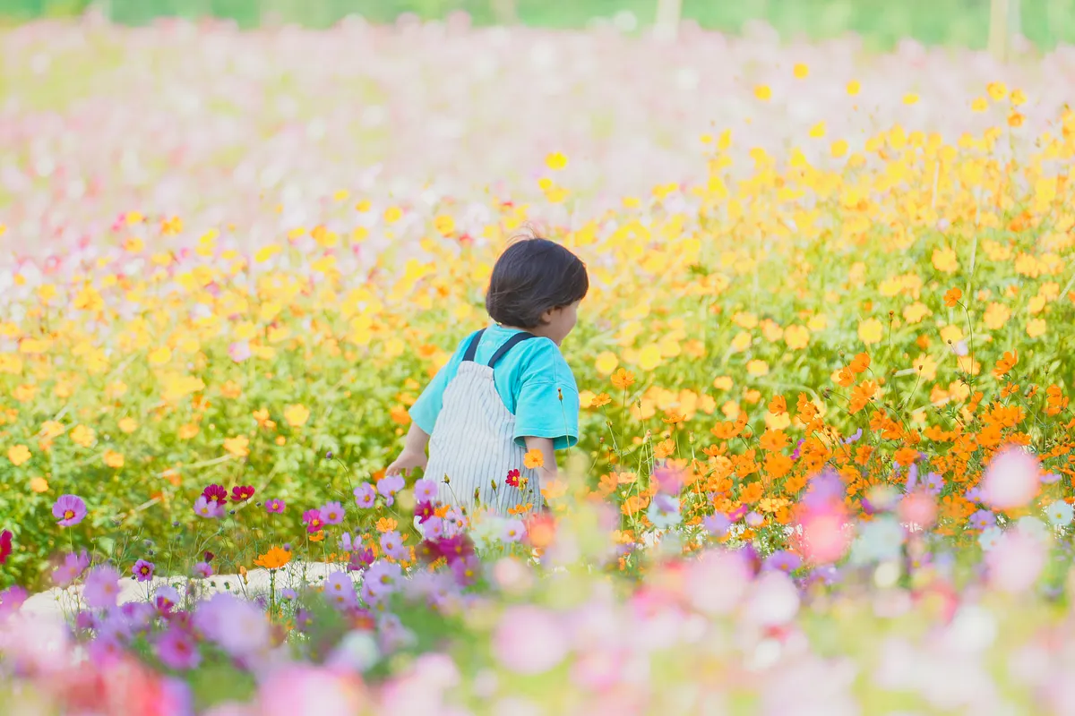 ピンクと黄色のコスモスに囲まれた園路を歩く子ども