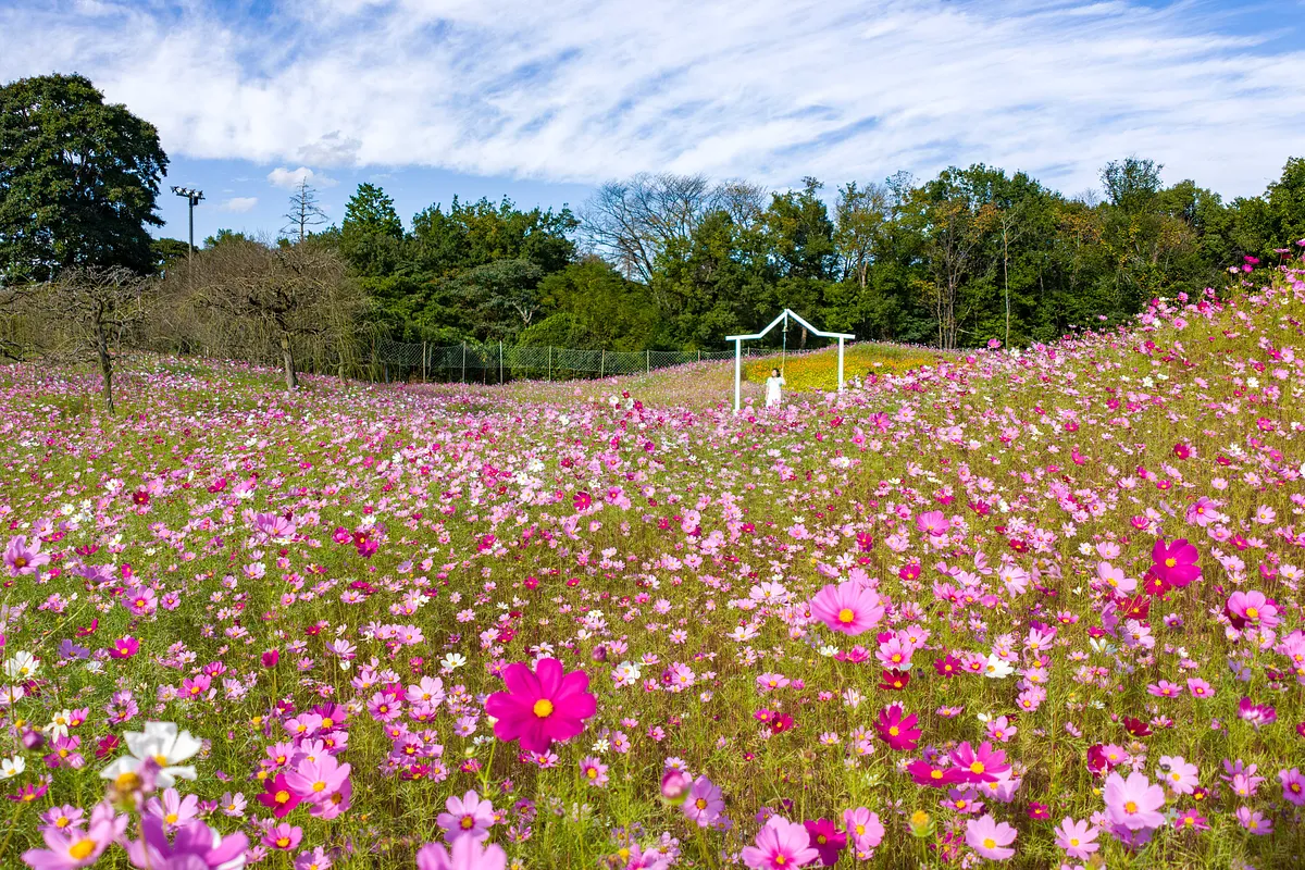 幸せの鐘を奥に望む、ピンクや白のコスモスが広がる丘
