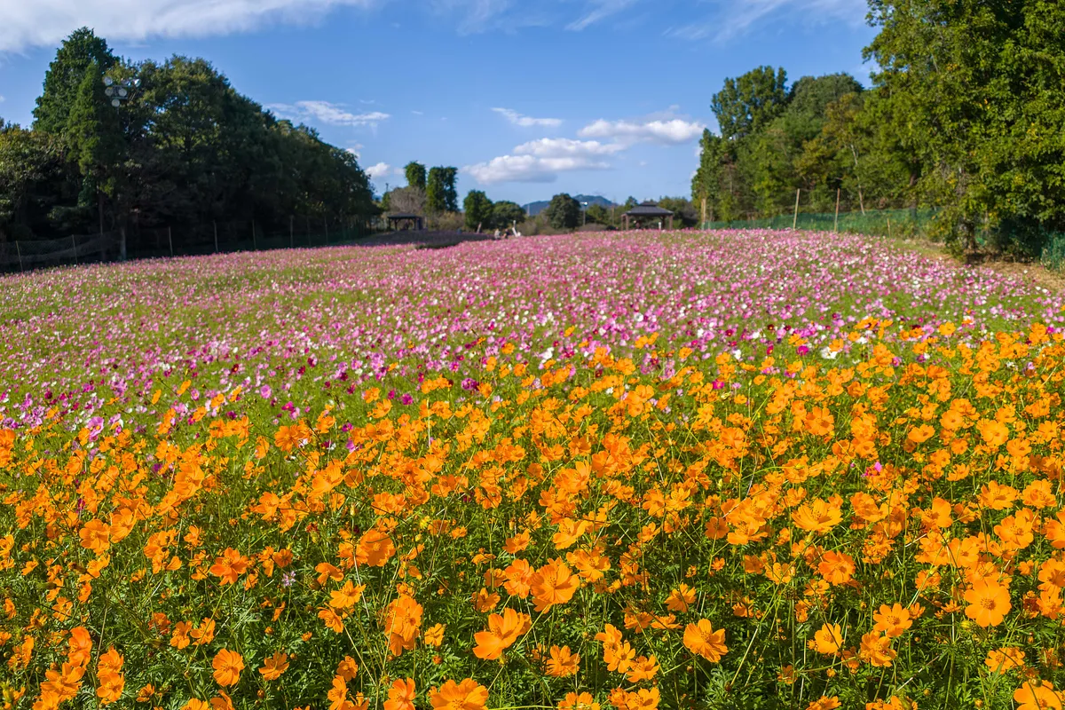 手前にオレンジ色のキバナコスモス、奥にピンクや白のコスモスが広がる花畑