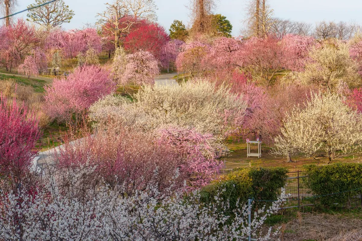 梅は565本。紅白の梅が園内を彩ります。見頃は2月下旬〜3月中旬ごろ