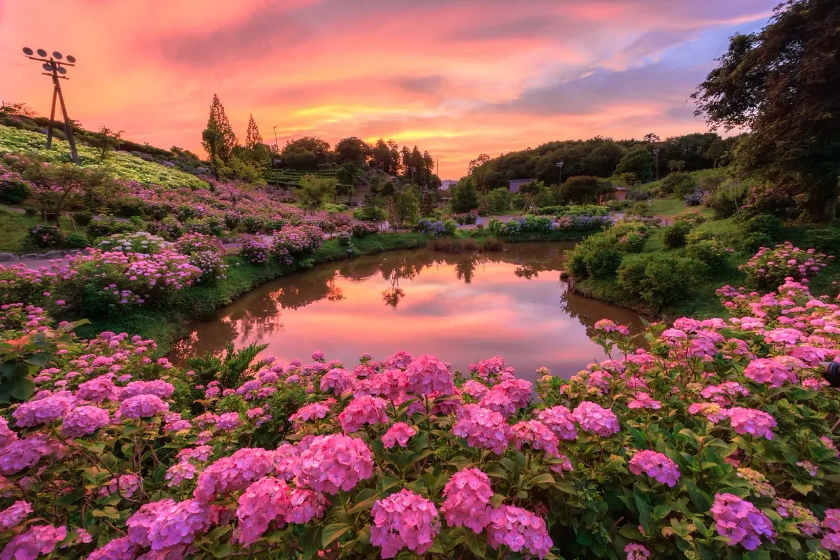 夕焼けに染まる紫陽花とハートの池は大人気の撮影スポット