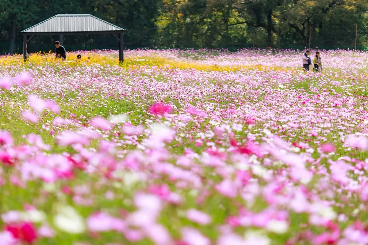 10月〜11月は大規模のコスモス畑が広がります