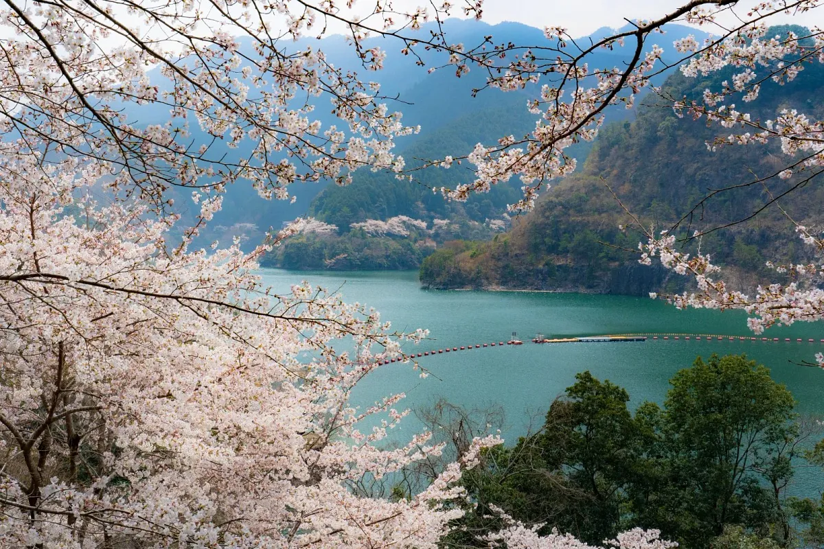 ダム湖の周辺はのどかな自然が広がります