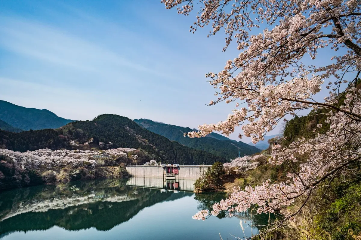 風が弱い日はダム湖の水面に桜が映る時があります