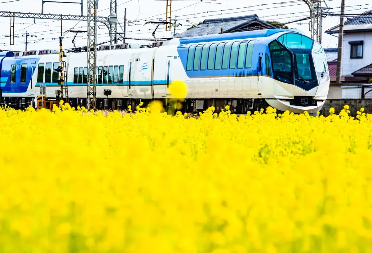 菜の花畑を走る観光特急しまかぜ