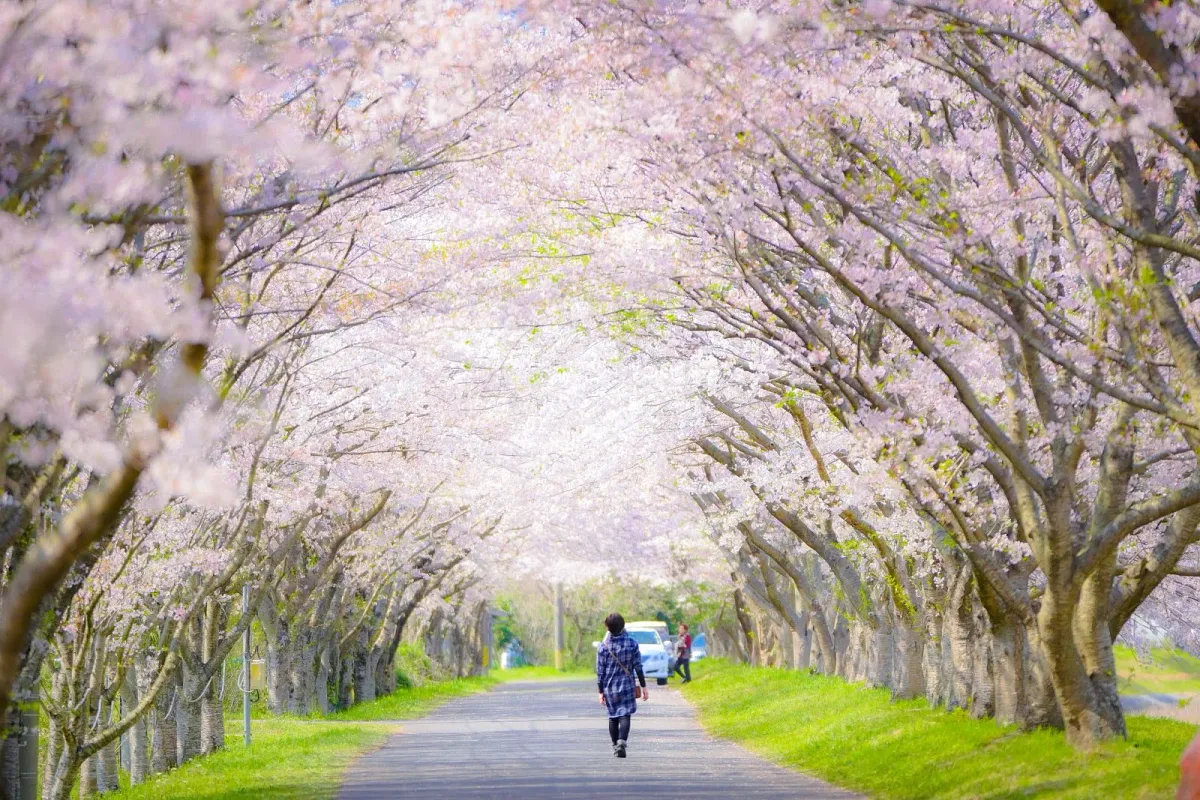 約300本の桜トンネルが約1kmに渡って続きます