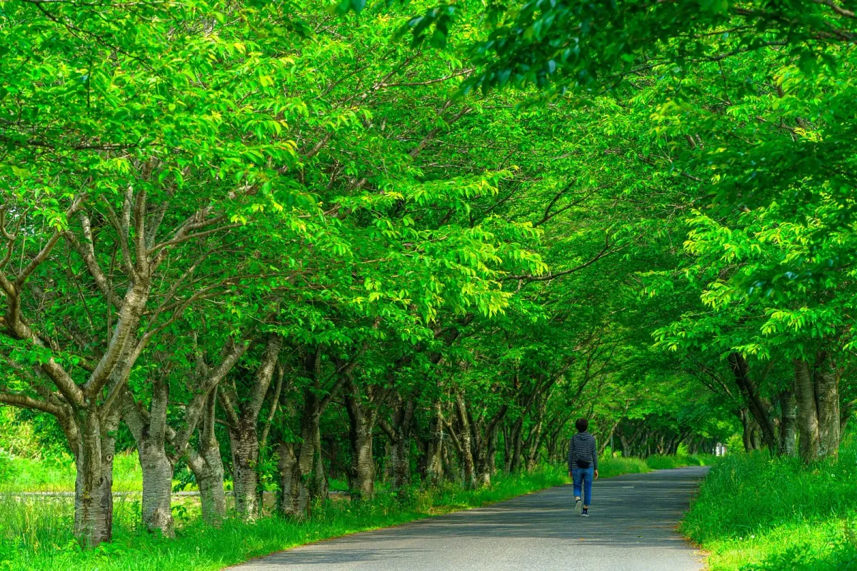 桜が終わってからの初夏は新緑が美しいトンネルになります