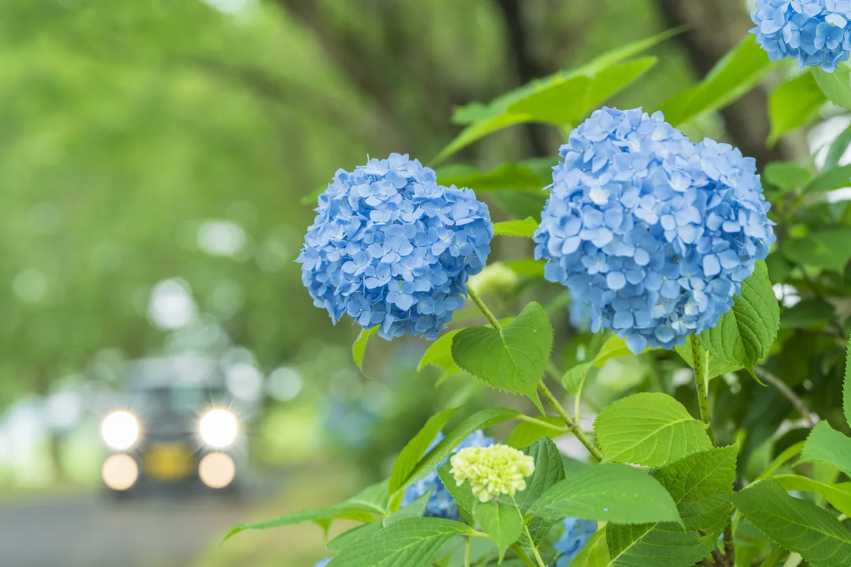 ６月中旬頃には青い紫陽花が点々と咲きます