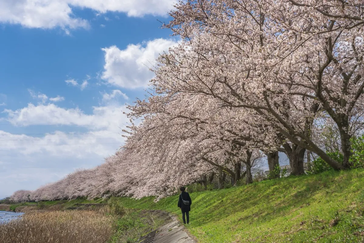 北神山花街道