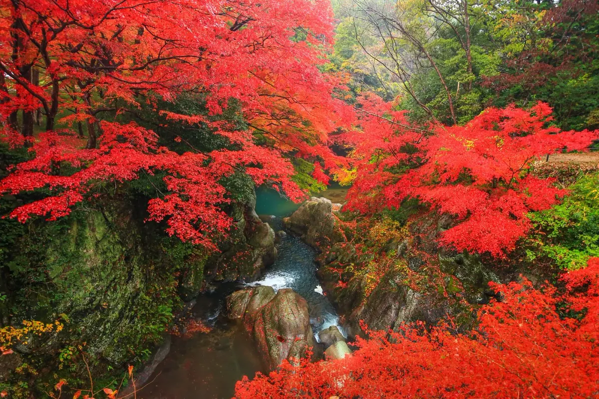 石橋からは清流と紅葉を眺められます