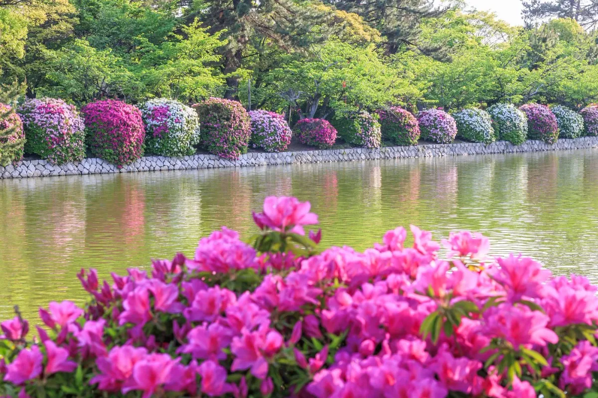 5月のツツジはお掘り沿いにも紅白のツツジが咲き誇ります