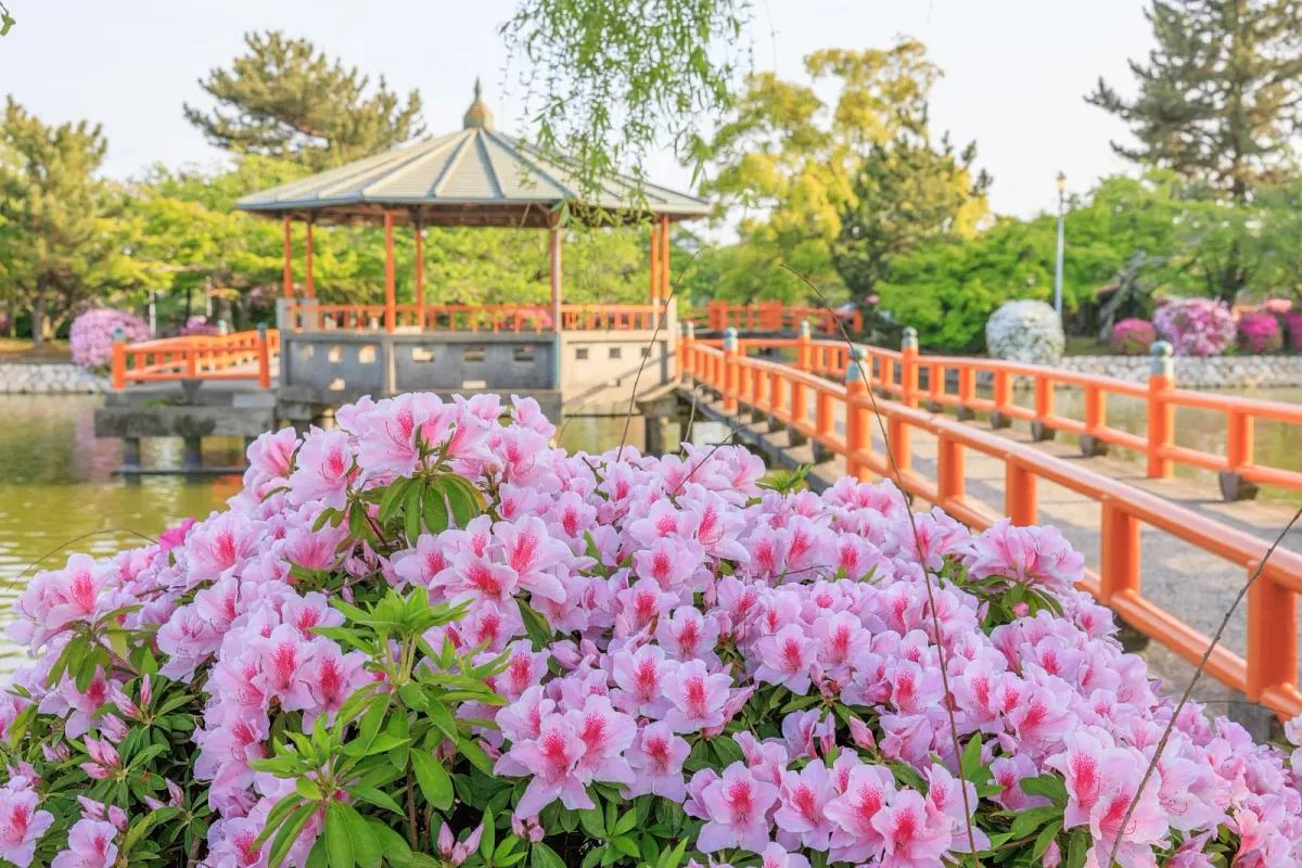 5月は朱色の橋の周りにツツジが咲きます