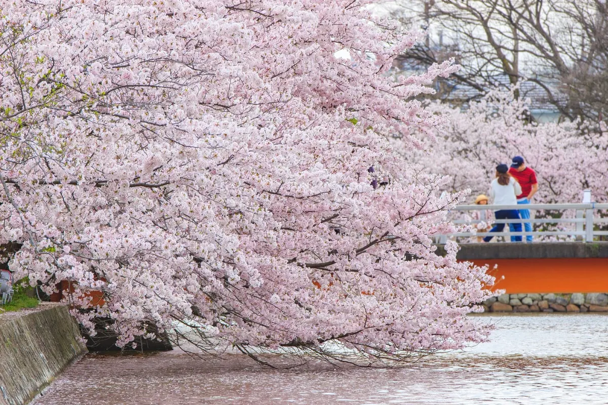 お堀を彩る桜並木が幻想的です