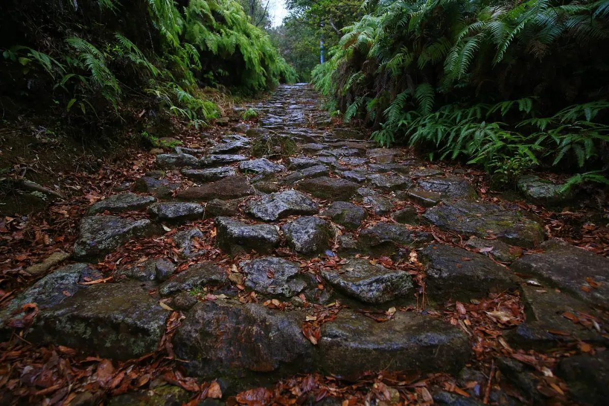 雨に濡れた石畳とシダ