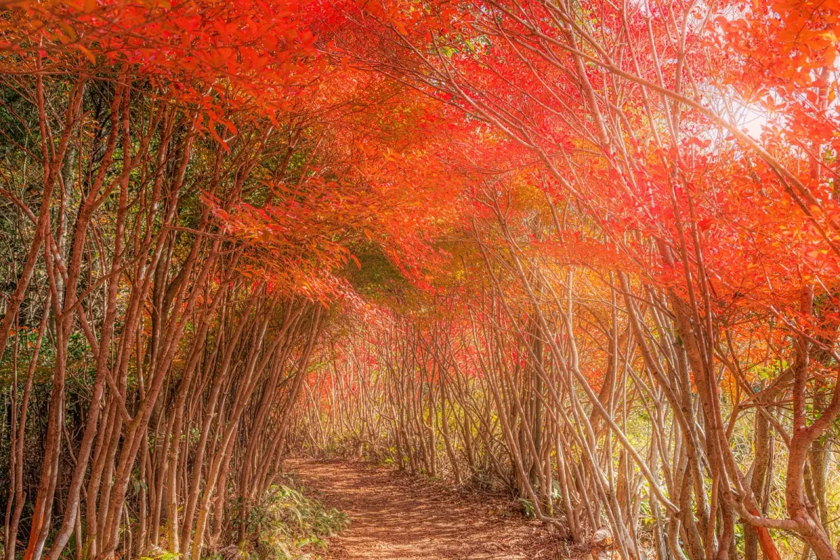 丸山公園の紅葉見頃で真っ赤なドウダンツツジ