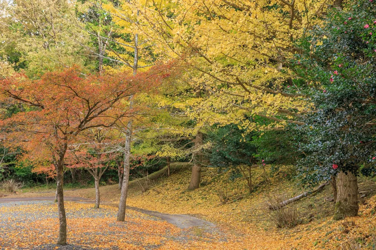 真手公園の銀杏の絨毯