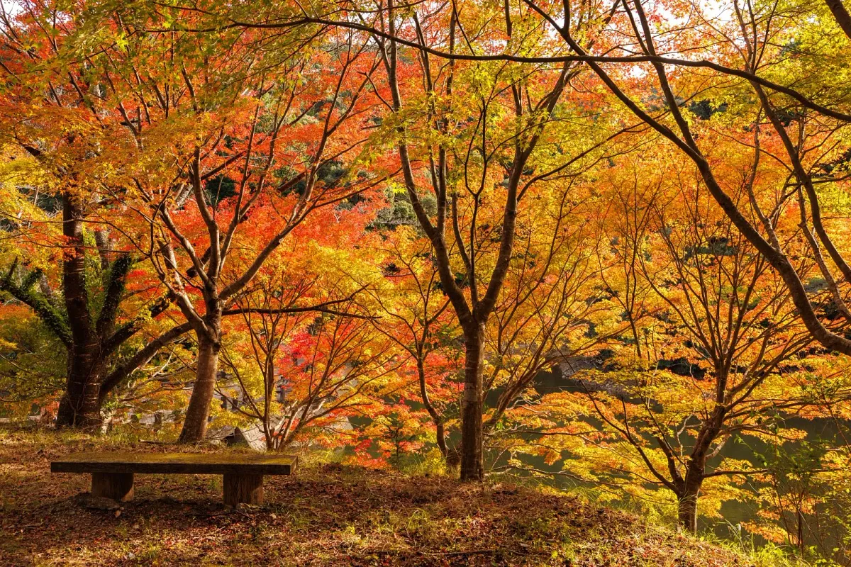 真手公園の紅葉の壁