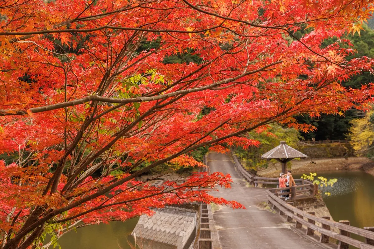 真手公園の持越池と真っ赤な紅葉