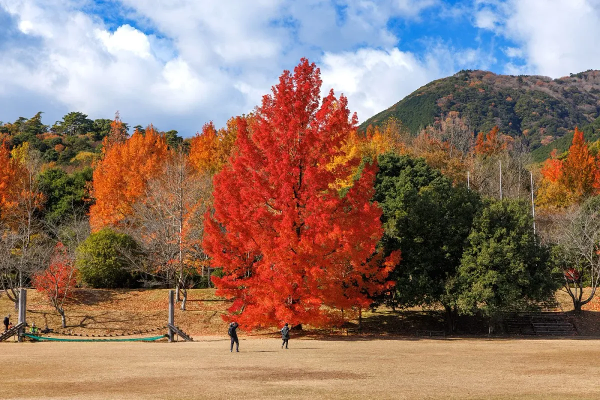 三重県民の森 フウの木