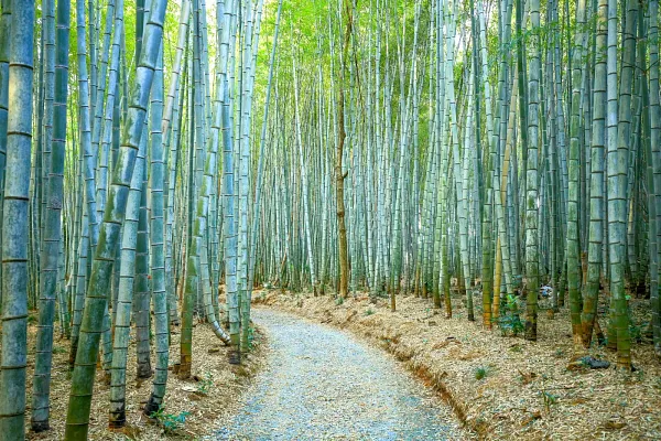 美濃田竹林街道の風景