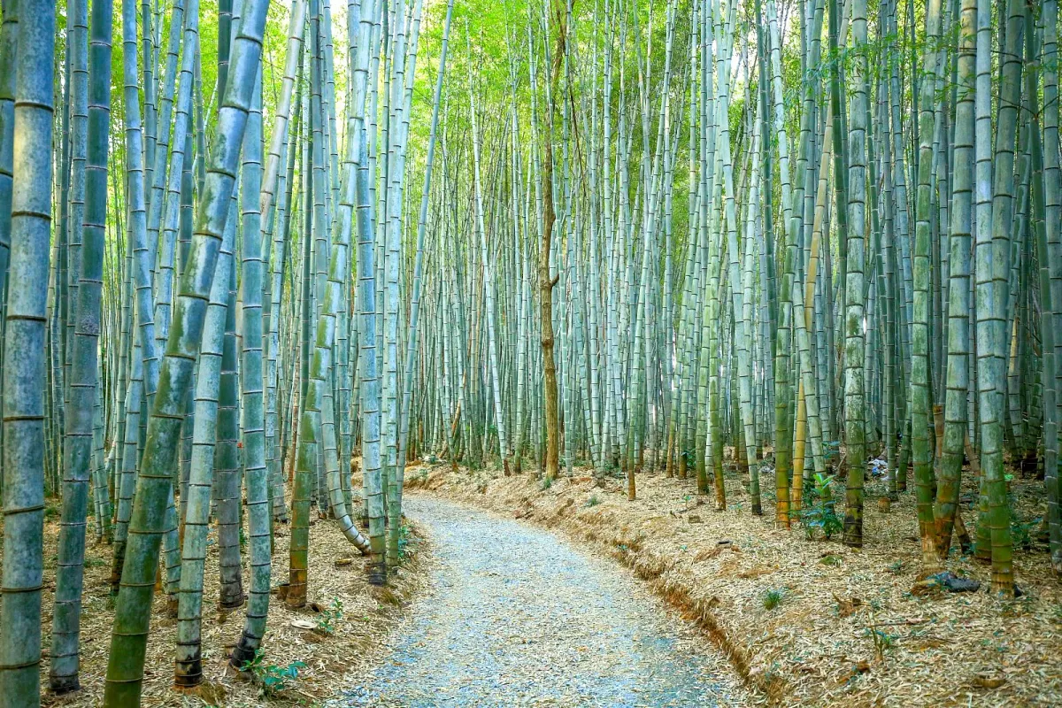 美濃田竹林街道
