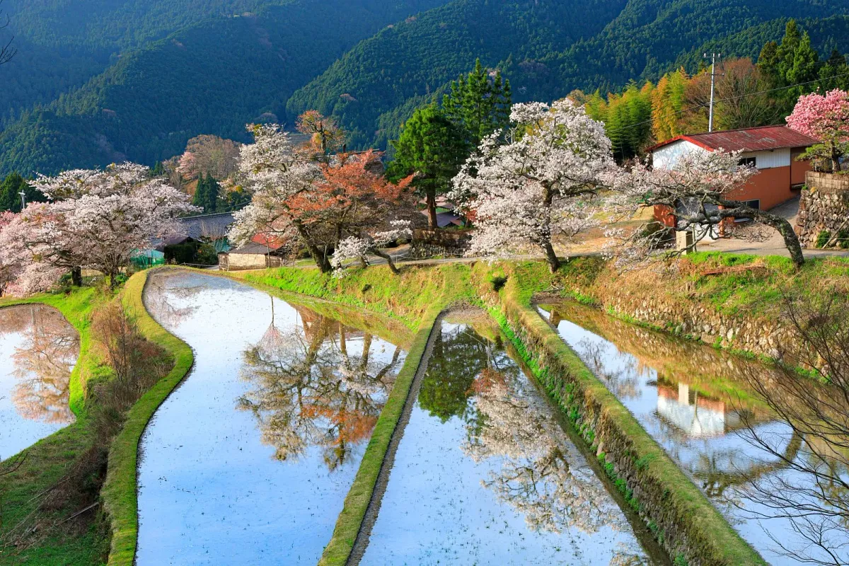 三多気の桜