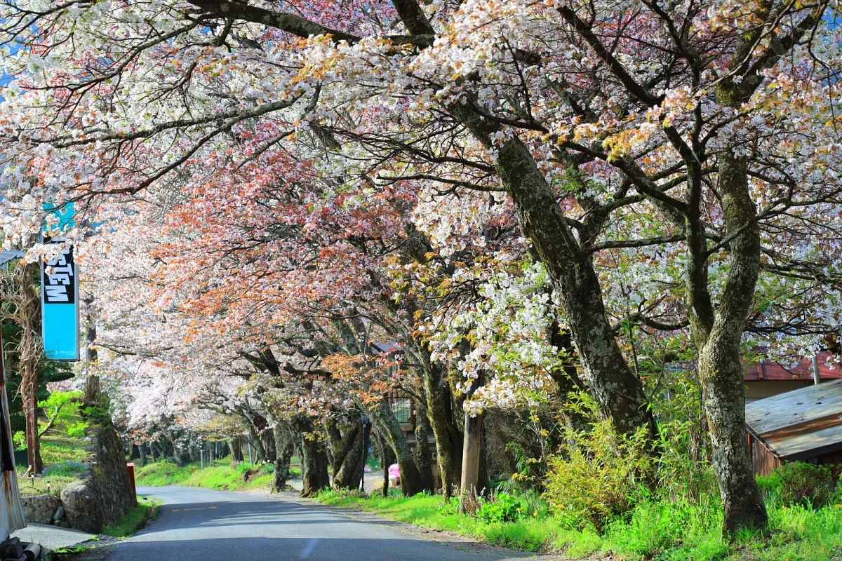 約500本の山桜並木が続きます