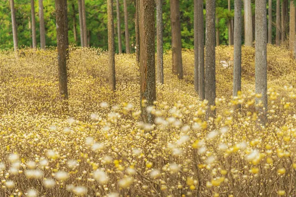 ミツマタ群生地