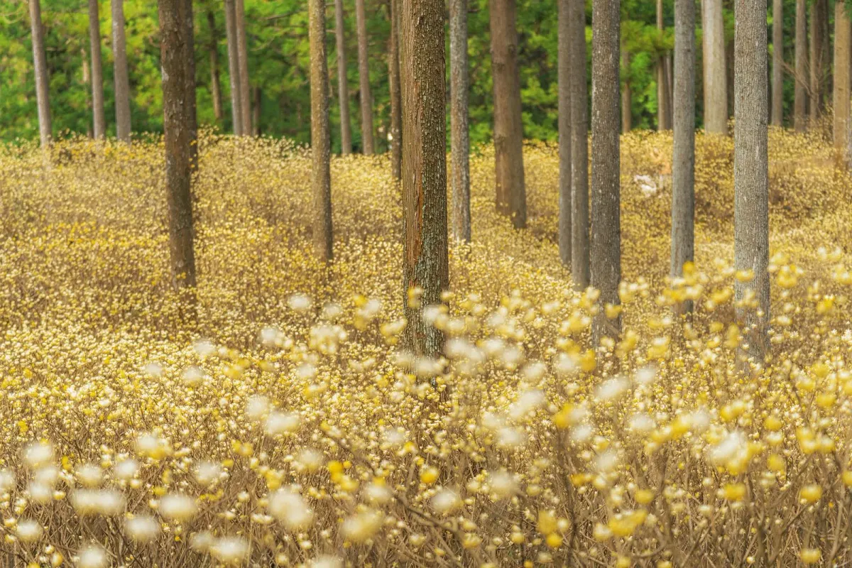 ミツマタ群生地