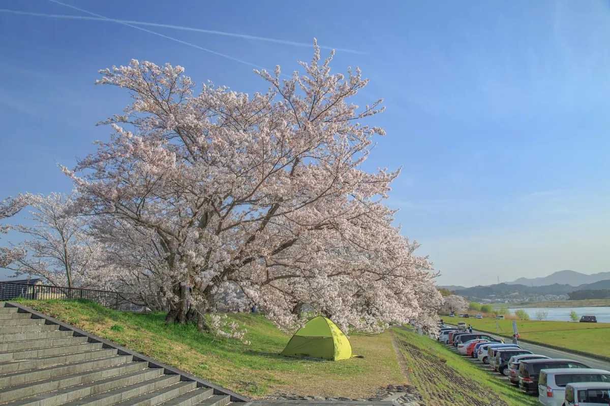 宮川堤の桜のトンネル