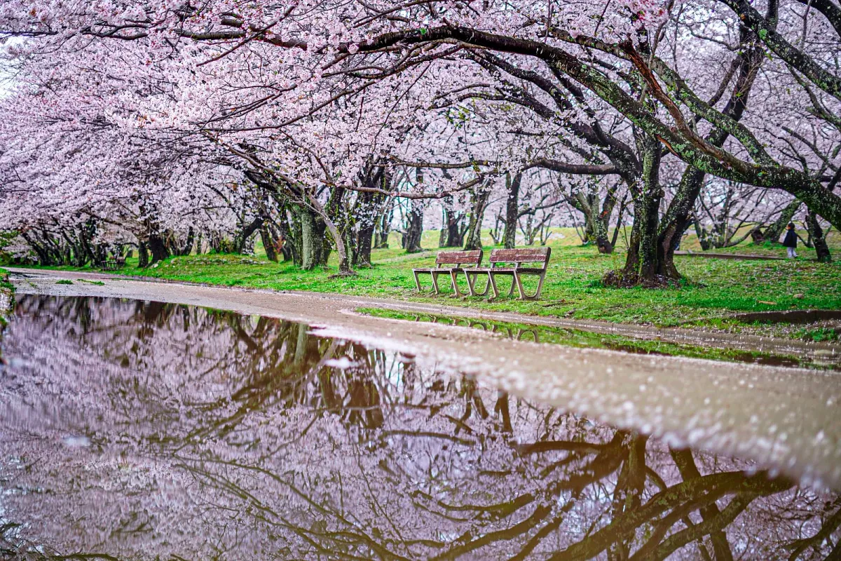 宮川堤の桜と川
