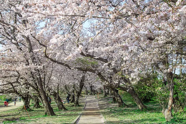 宮川堤の桜並木