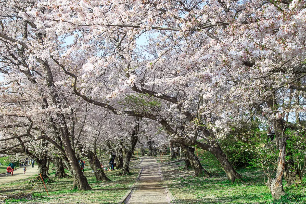 宮川堤の桜並木
