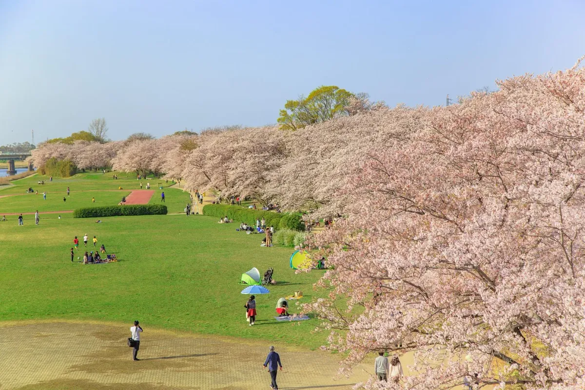 約1kmの桜並木