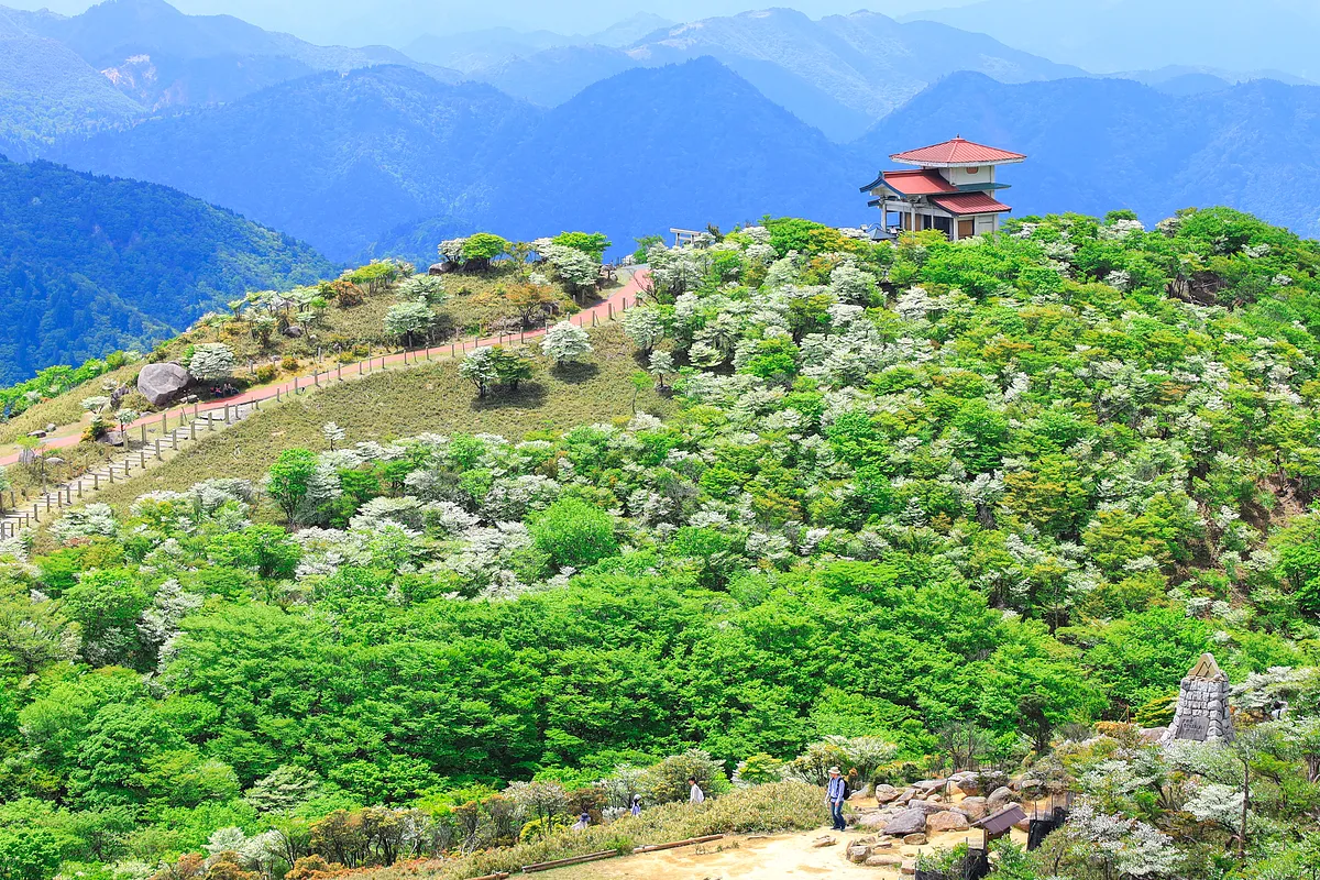 山上から眺めるシロヤシオの絶景
