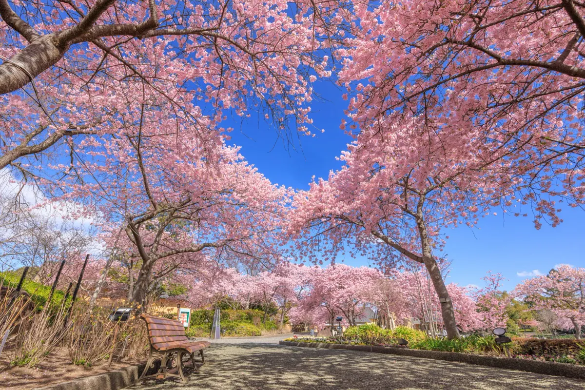 ハートの青空が抜ける河津桜がSNSって大人気