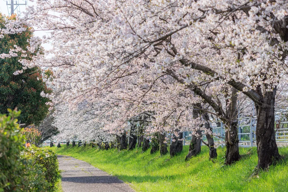 遊歩道に桜並木が密集する箇所もあります