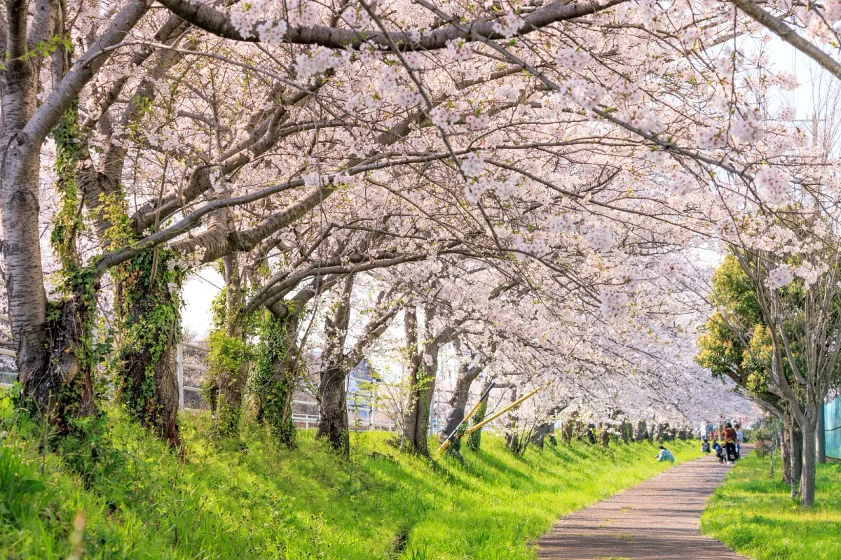駐車場近くは遊歩道に桜並木があるので、親子連れでも安心です