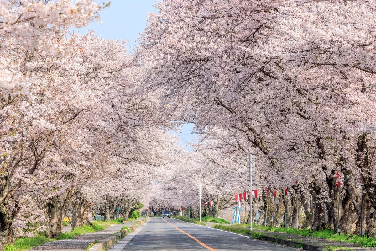 車道の両側に咲く桜並木