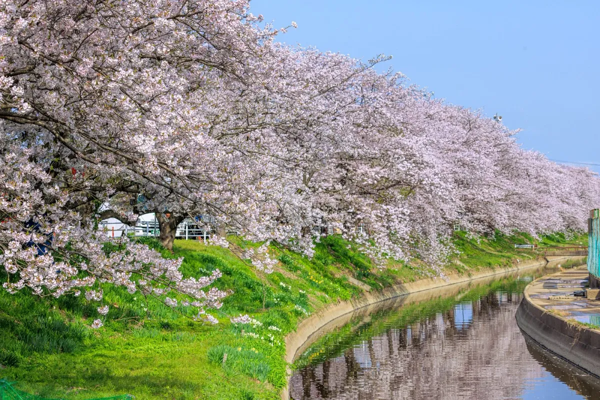 鍋田川堤桜並木