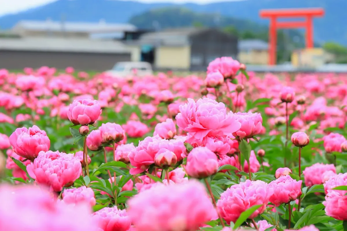 長澤町のシャクヤク（ポピー）畑