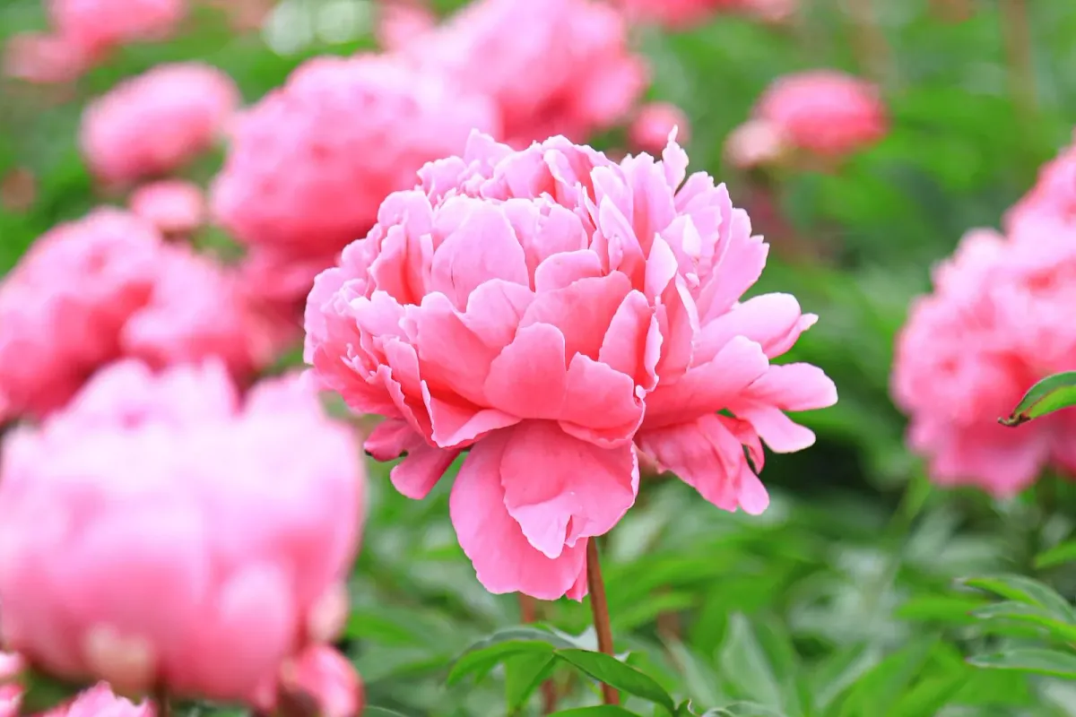 色鮮やかで、とても大きな芍薬です