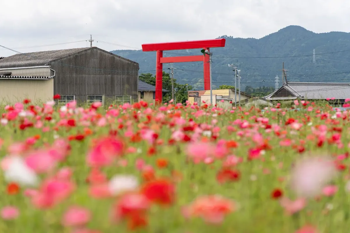 真っ赤なポピー畑も広範囲に咲いています。