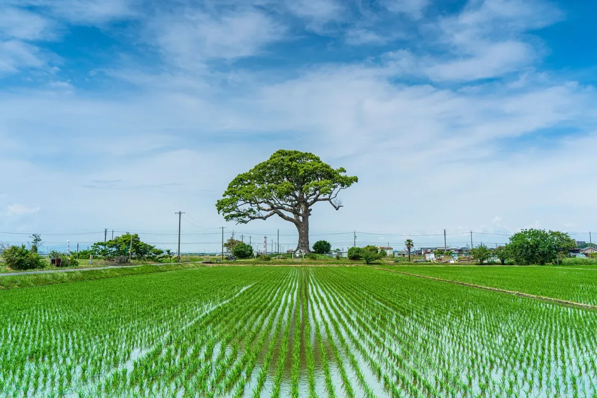 長太の大楠