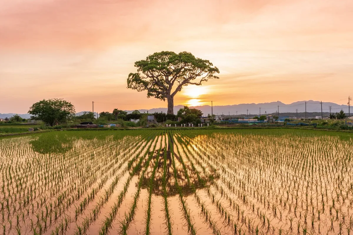 4月末からは田んぼに水が張られます