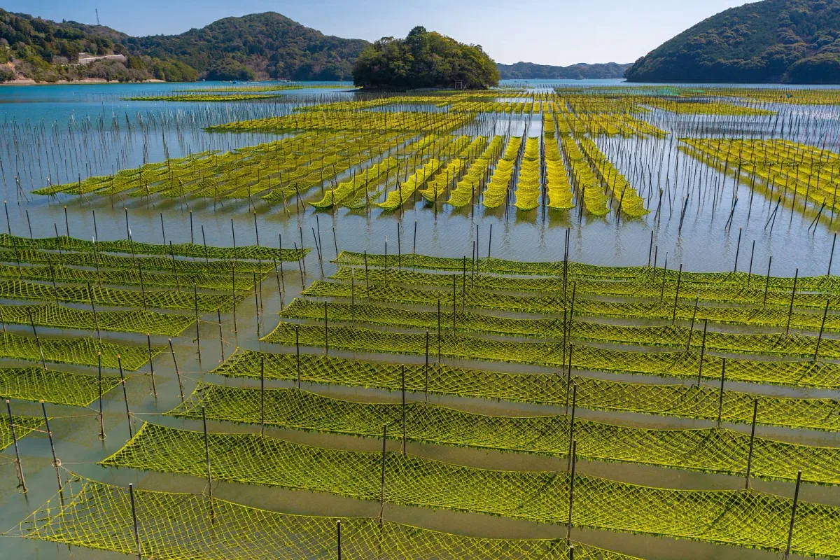 内瀬湾に広がるあおさ養殖